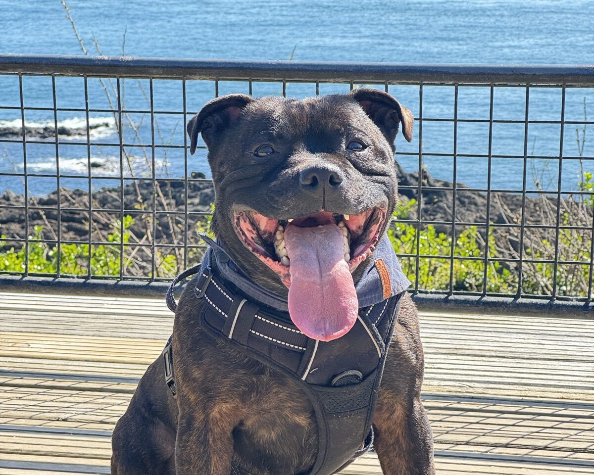 Rio, le Staffordshire Bull Terrier de la box, langue sortie, face à la mer.
